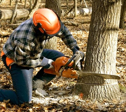Tree Removal in Granby, CT